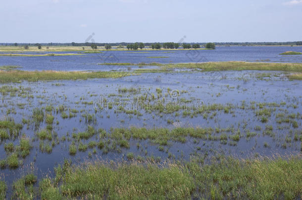 necedah野生动物保护区湿地