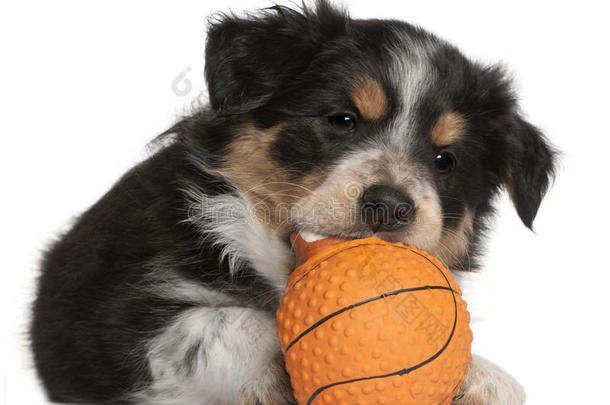 边境牧羊犬小狗玩玩具篮球