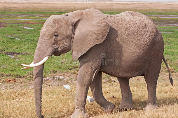 马赛马拉岛上的大象