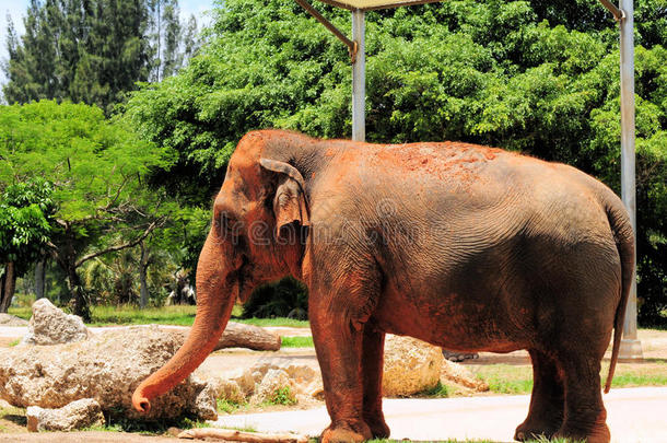 动物园里的<strong>大象</strong>
