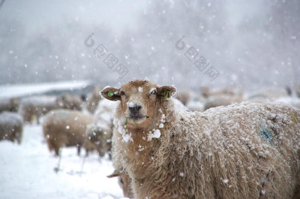 冬日山水羊雪