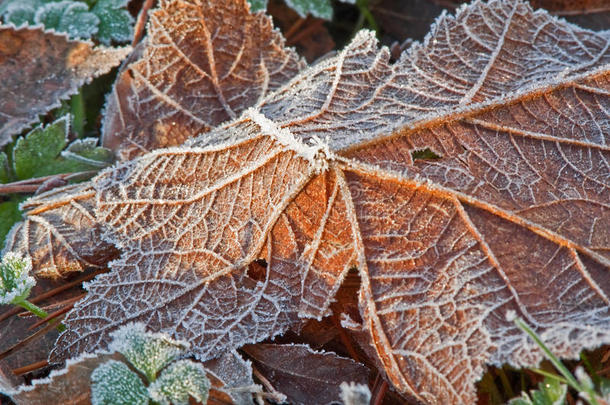 霜降落叶的宏观自然意象