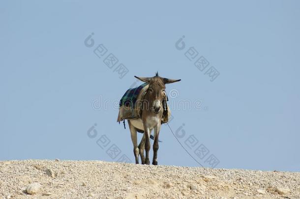 以色列犹太沙漠中的驴