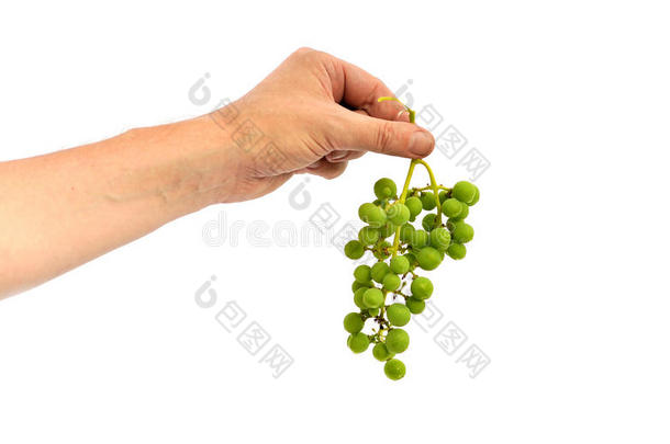 手拿着一颗绿色的葡萄
