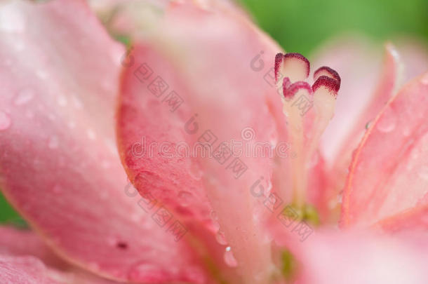 漂亮的粉红色的花，上面有水滴。