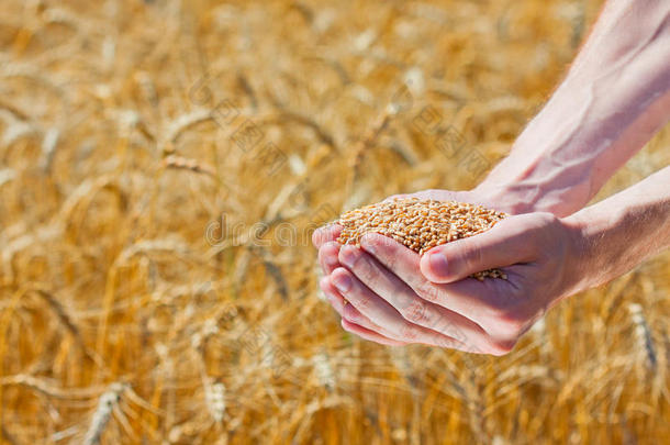 农民手里拿着成熟的麦子
