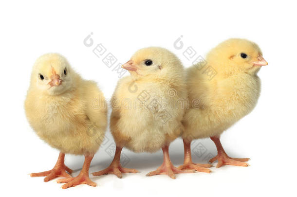 三只小鸡