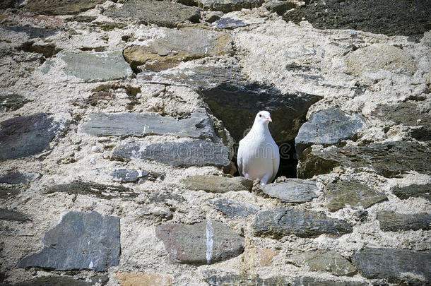 城堡墙内的白鸽