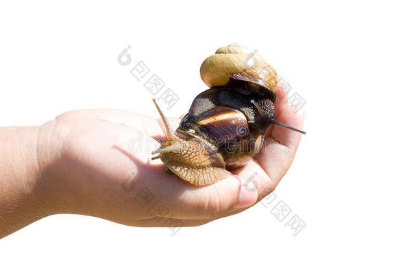 棕榈园蜗牛