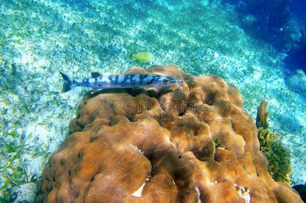 玛雅里维埃拉珊瑚卷上的梭鱼