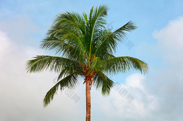 天空背景下的椰树顶
