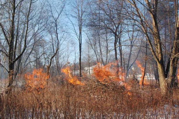 在冬天的树林里被控制的烧伤