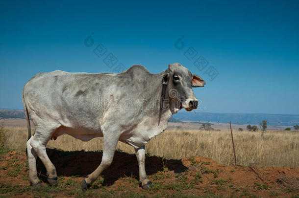 灰色婆罗门牛