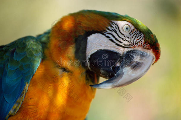 蓝橙色鹦鹉的头