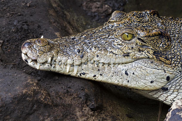 鳄鱼的牙齿和眼睛的细节，半隐藏