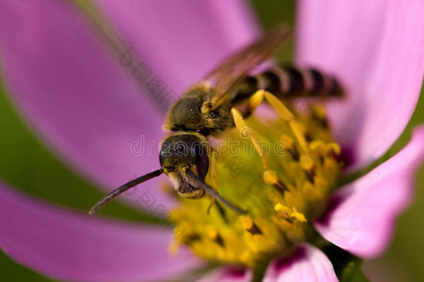 粉红花朵上的蜜蜂
