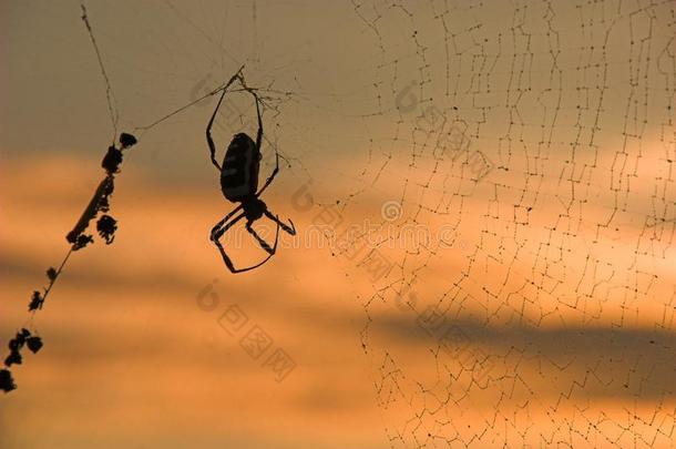 日出时的蜘蛛和网