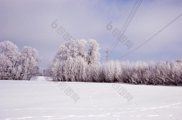 树上和高压线上的白霜。