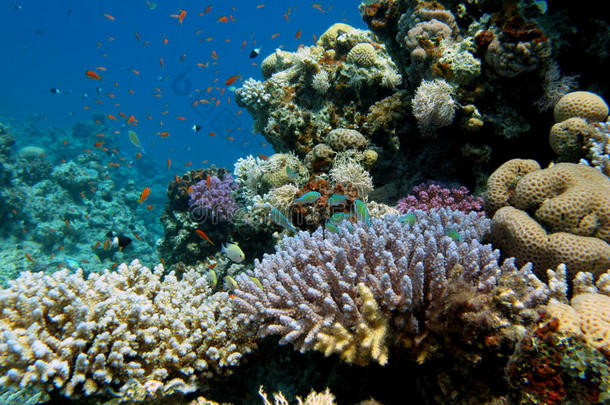 色彩斑斓的鱼珊瑚礁