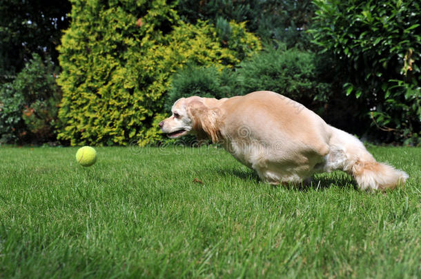 狗玩网球