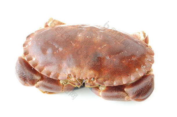 新鲜棕色螃蟹或大西洋食用螃蟹白色