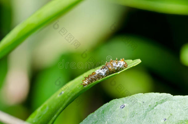 花园里的虫子或绿色的虫子