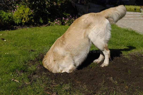 金毛猎犬挖洞