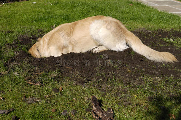 金毛猎犬挖洞