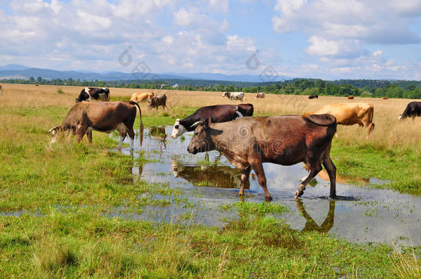 雨后在夏季牧场上的牛