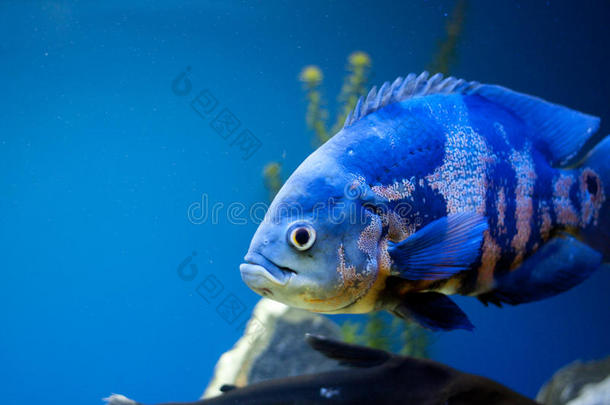 水族馆里的蓝色大鱼。水下