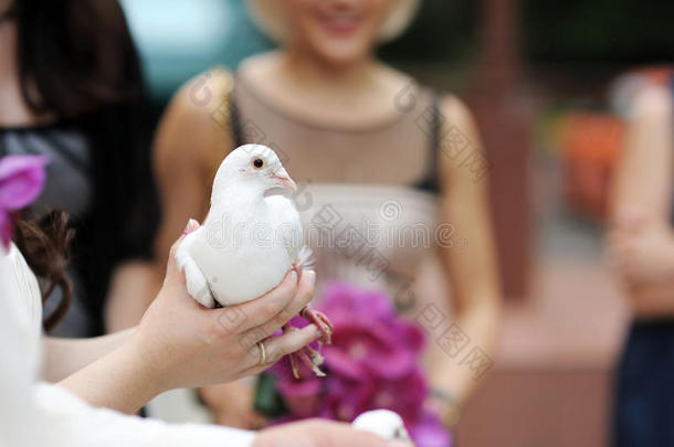 新娘手上的白鸽