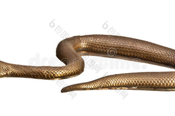 金属蛇