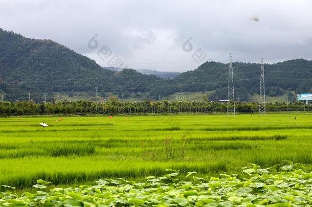 田园风光