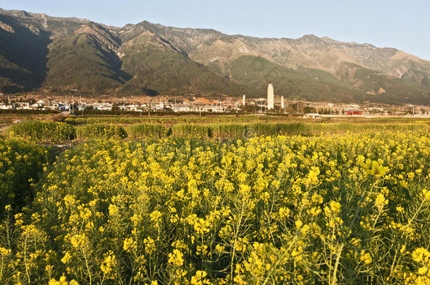 油菜花与三塔