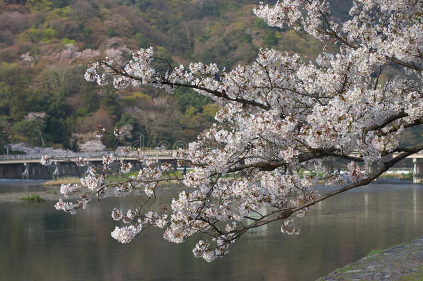 荒山<strong>樱花</strong>