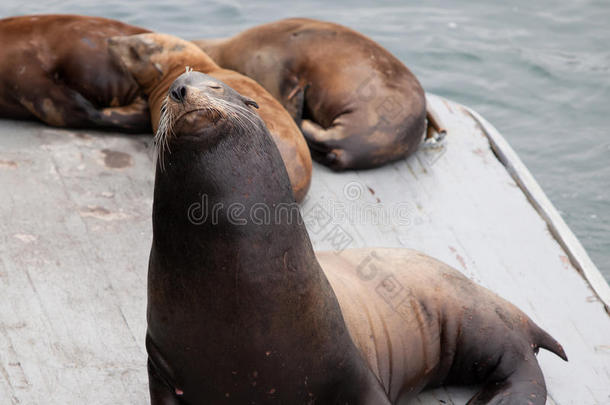圣克鲁斯码头木质平台上的海豹