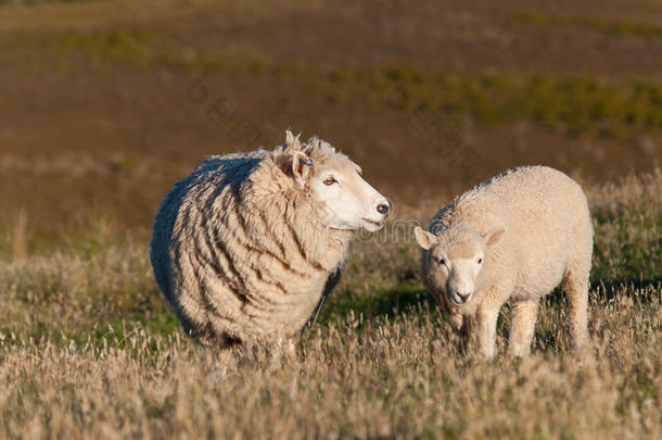 新鲜绿色草地上可爱的小羊羔