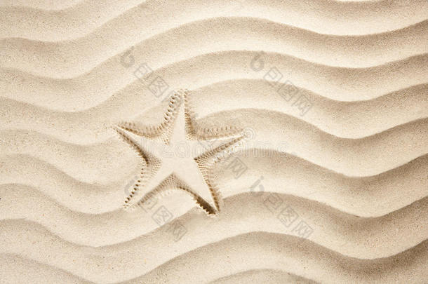 海滩海星印花白色加勒比海<strong>沙滩夏季</strong>