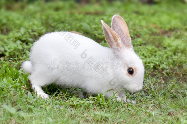 绿草上的白兔