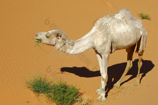 <strong>沙漠中</strong>饥饿的单峰<strong>骆驼</strong>