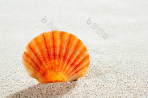 沙滩沙滩贝壳热带完美暑假