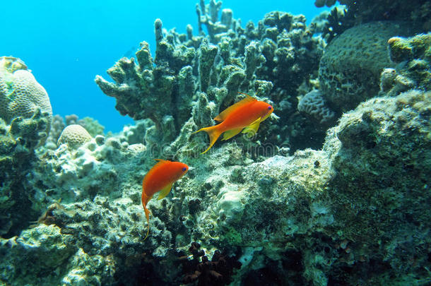 成人冒险安提亚水族馆澳大利亚