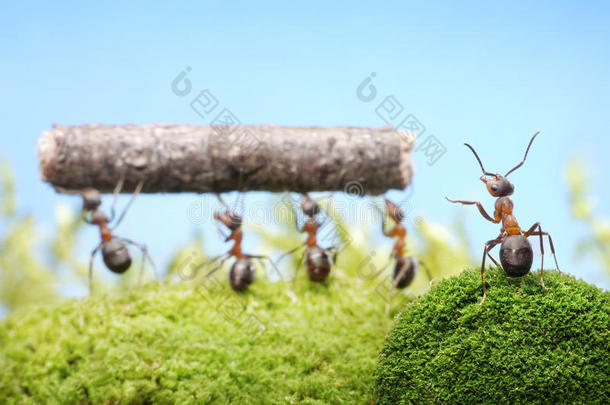 蚂蚁的主要管理工作，团队合作