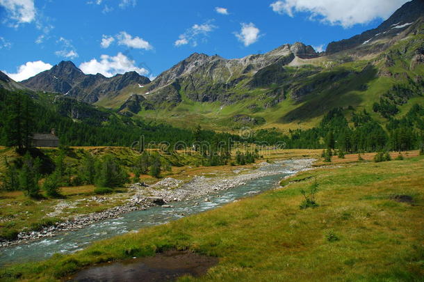 高山风景，高山植物。