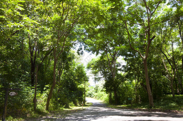 林间小路