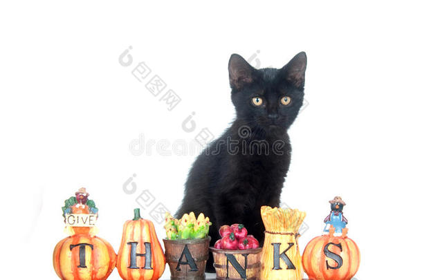 黑色小猫，谢谢你的签名