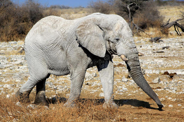 埃托沙野生<strong>动物保护</strong>区的非洲象公牛