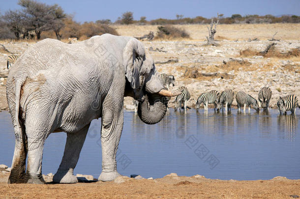 埃托沙<strong>野生动物保护区</strong>的非洲象公牛