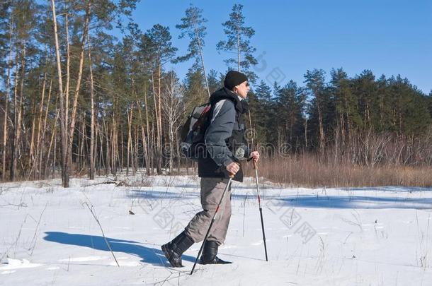 在冬季森林中行走的旅行者