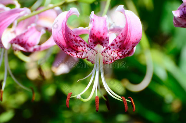 亚洲美丽的开花植物学的特写镜头